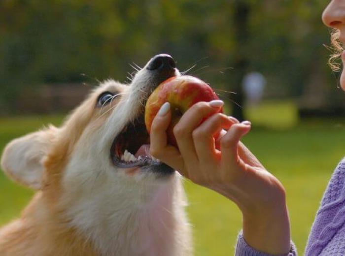 Can My Dog Eat That?